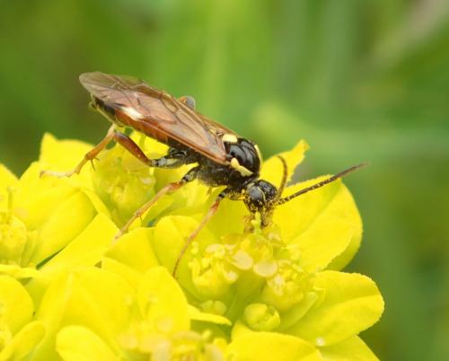 Réf. 280 447 : Tenthredopsis sp.